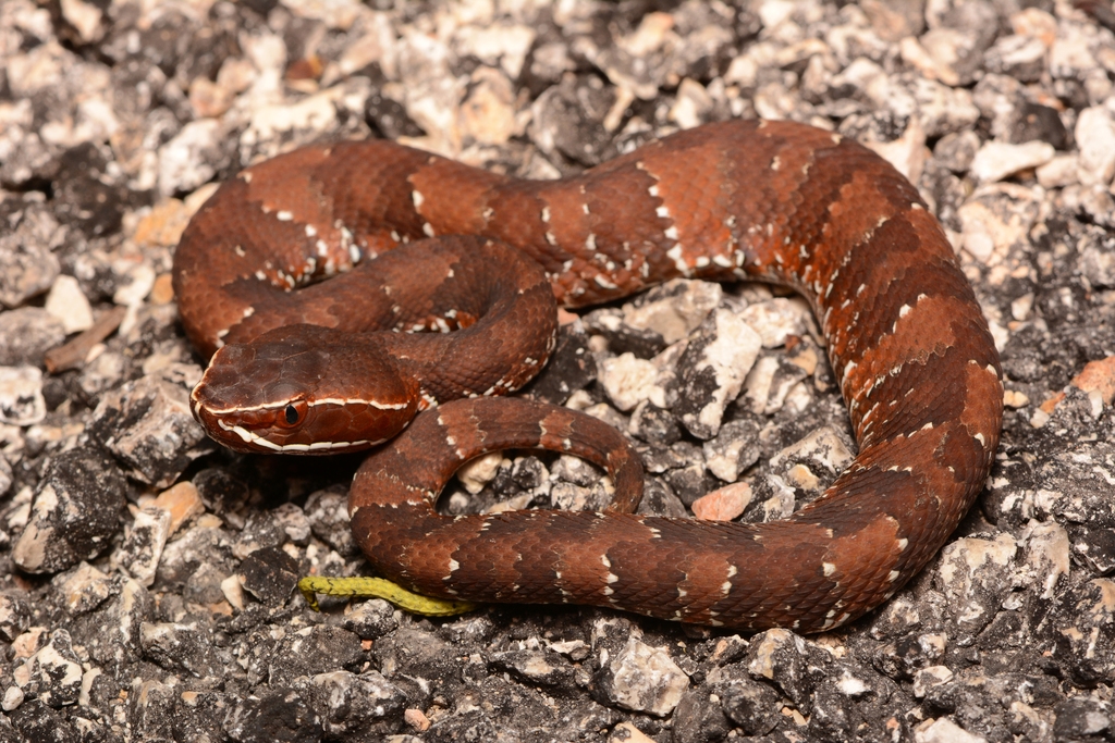 La serpiente habría huido de los incendios cercanos a Motul
