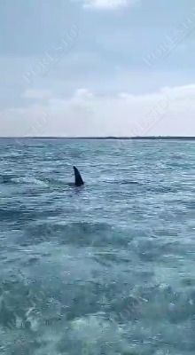 El tiburón fue grabado por una familia El tiburón fue grabado por una familia