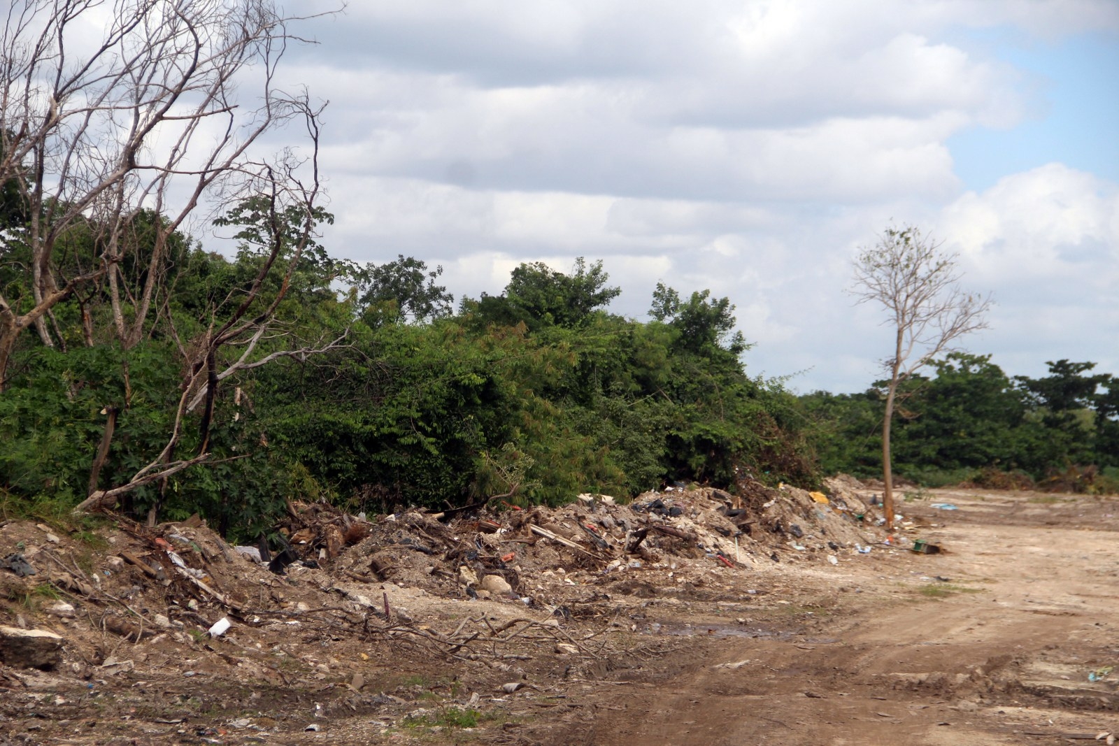 Mafia maderera impune en Quintana Roo; hay denuncias, pero ningún detenido