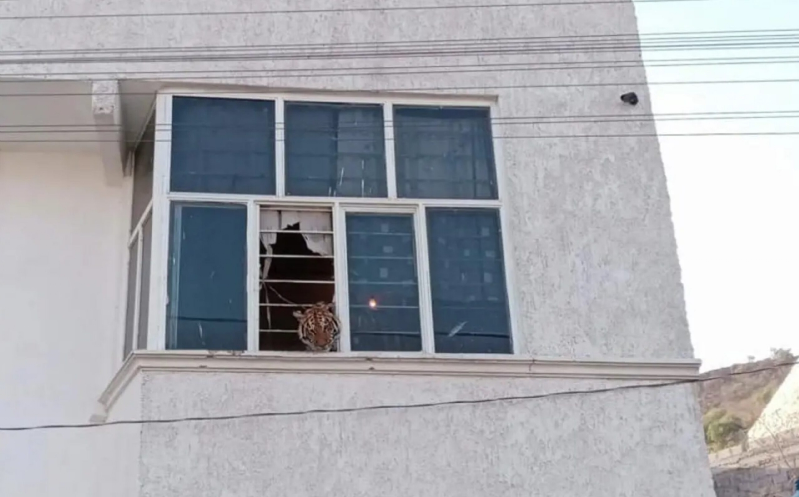 El Tigre se encontraba encerrado en el domicilio, fue descubierto por vecinos cuando se asomaba por la ventana El Tigre se encontraba encerrado en el domicilio, fue descubierto por vecinos cuando se asomaba por la ventana
