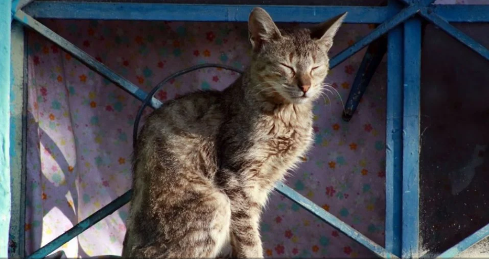 Día Internacional del Gato: ¿Por qué se celebra tres veces al año y qué días son?