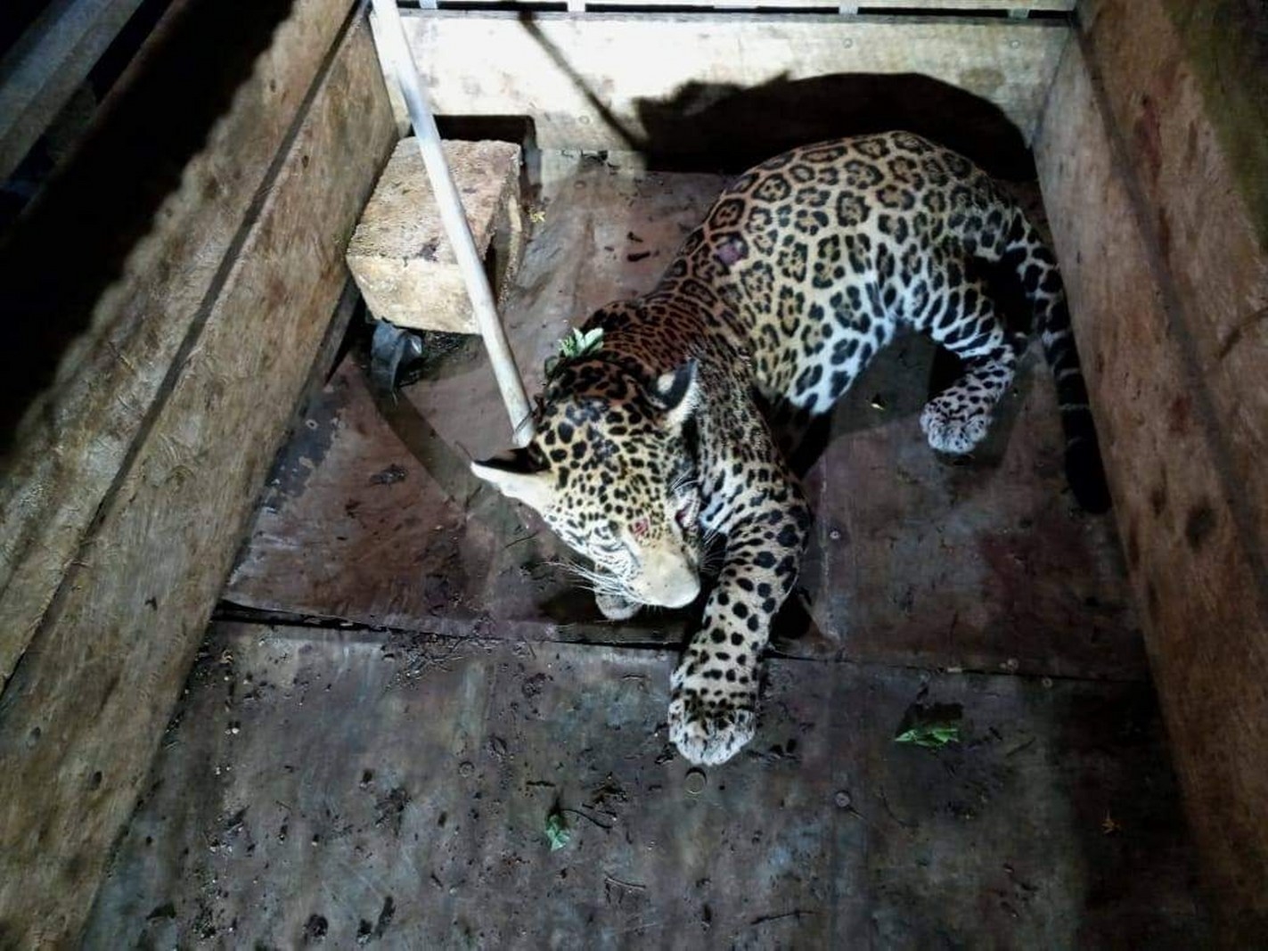 Tras su rescate y recuperación, el jaguar fue liberado en su hábitat
