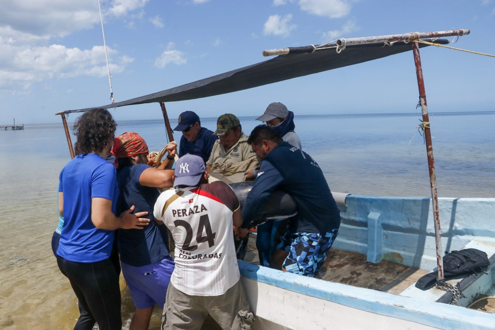 Se teme que la orca pigmea adulta no sobreviva