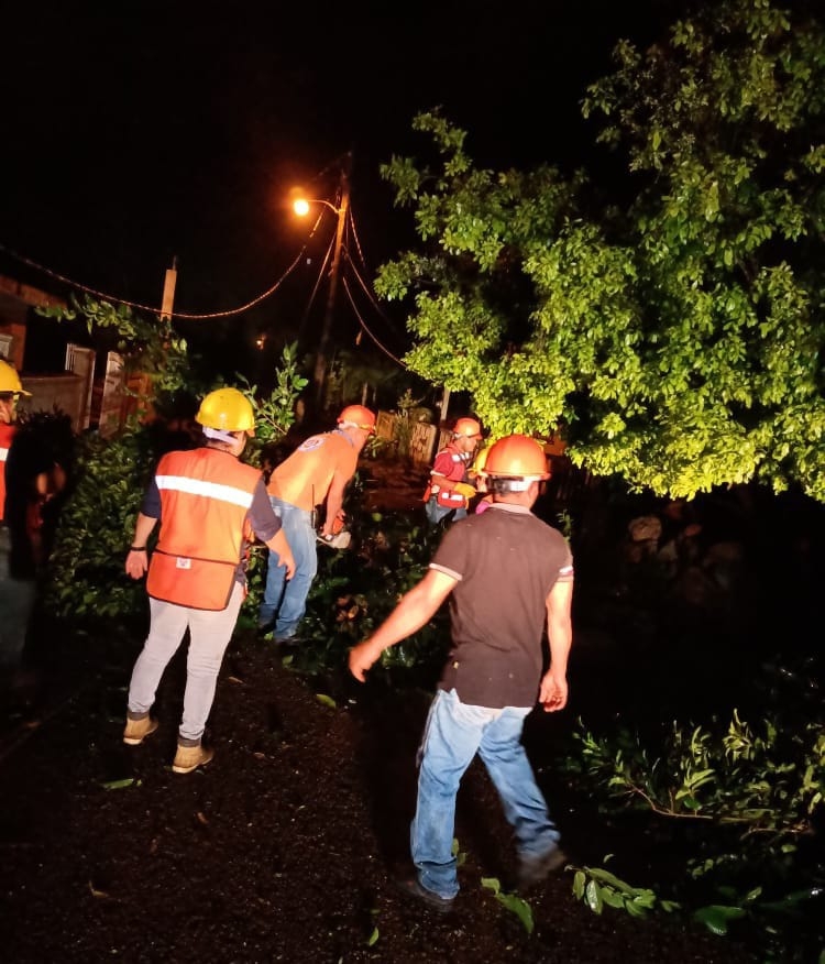 Varios árboles terminaron en el suelo Varios árboles terminaron en el suelo