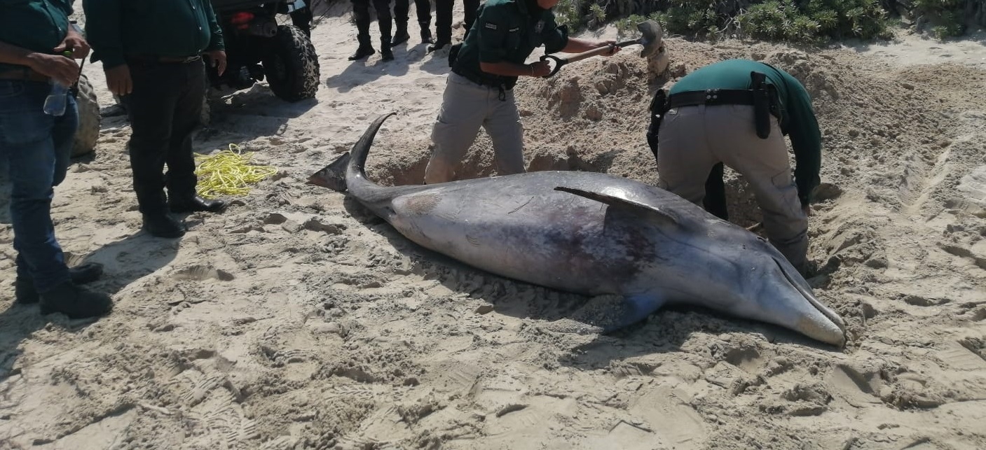 El ejemplar fue hallado en el puerto de Chelem