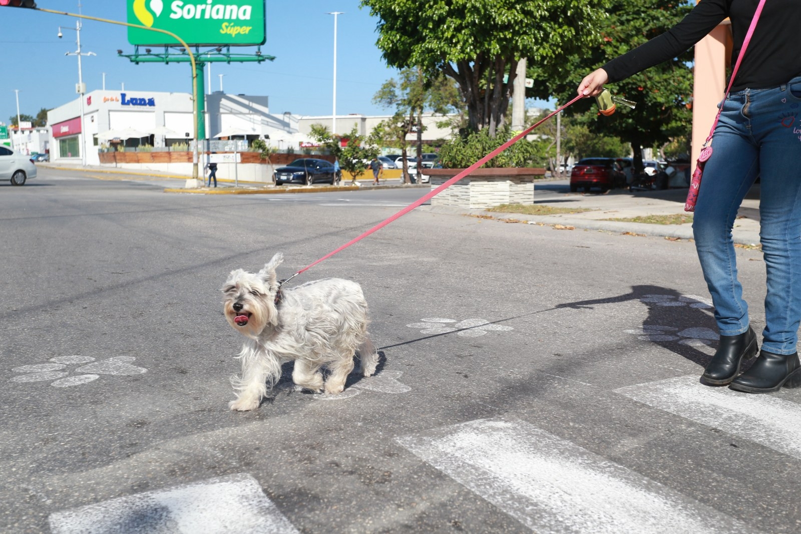 Cancunenses aprovechan cruzar con sus perros en zonas marcadas Cancunenses aprovechan cruzar con sus perros en zonas marcadas