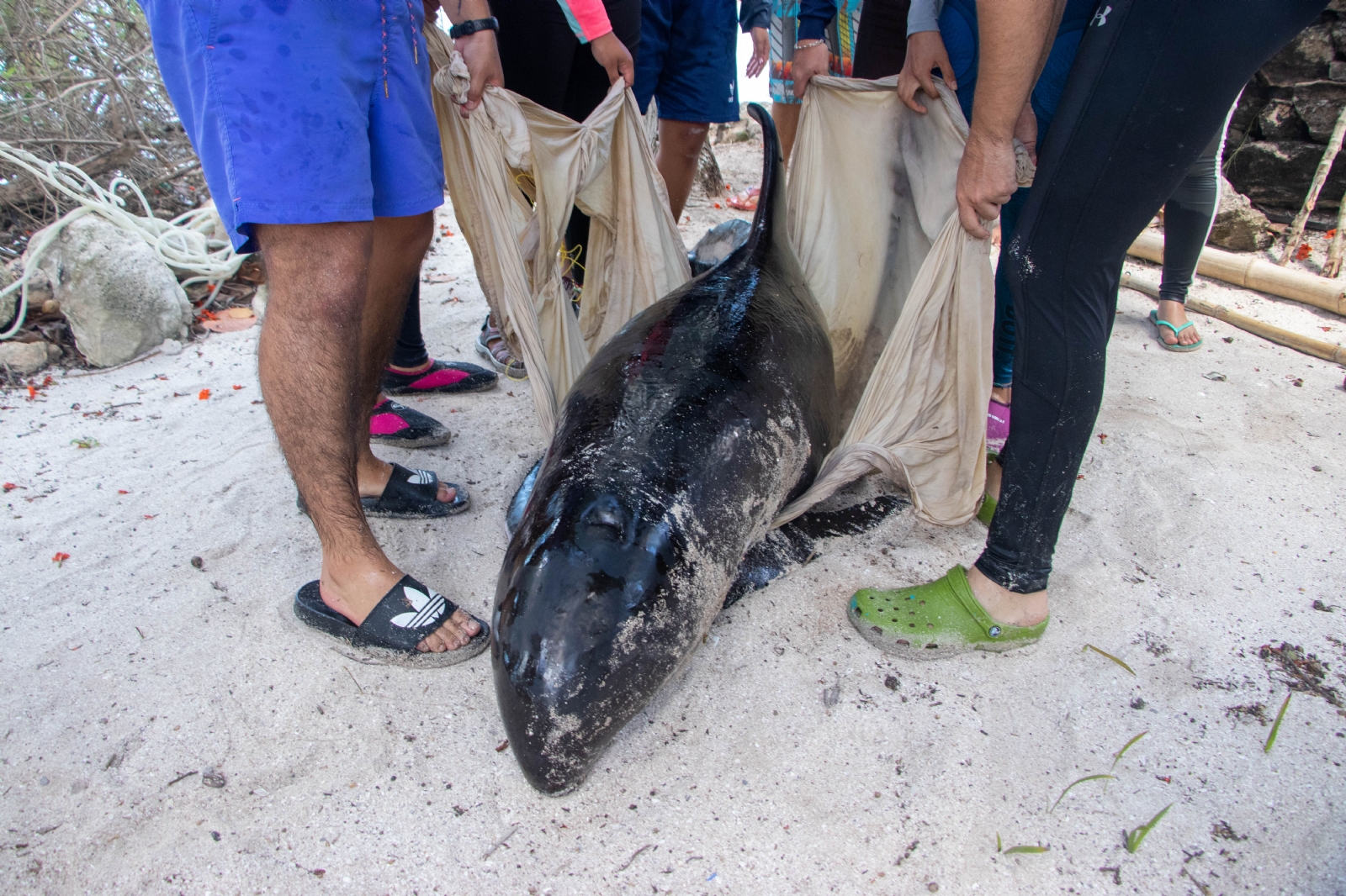 Los animales recalaron en Dzilam Bravo y Chicxulub