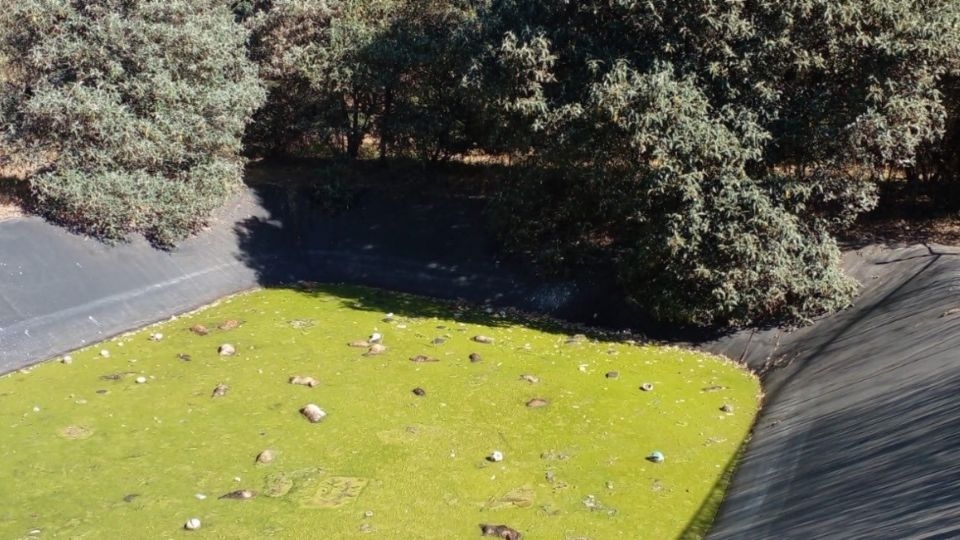 Al parecer, los animales llegaban a este sitio para beber agua pero caían dentro de la laguna tóxica, quedando atrapados