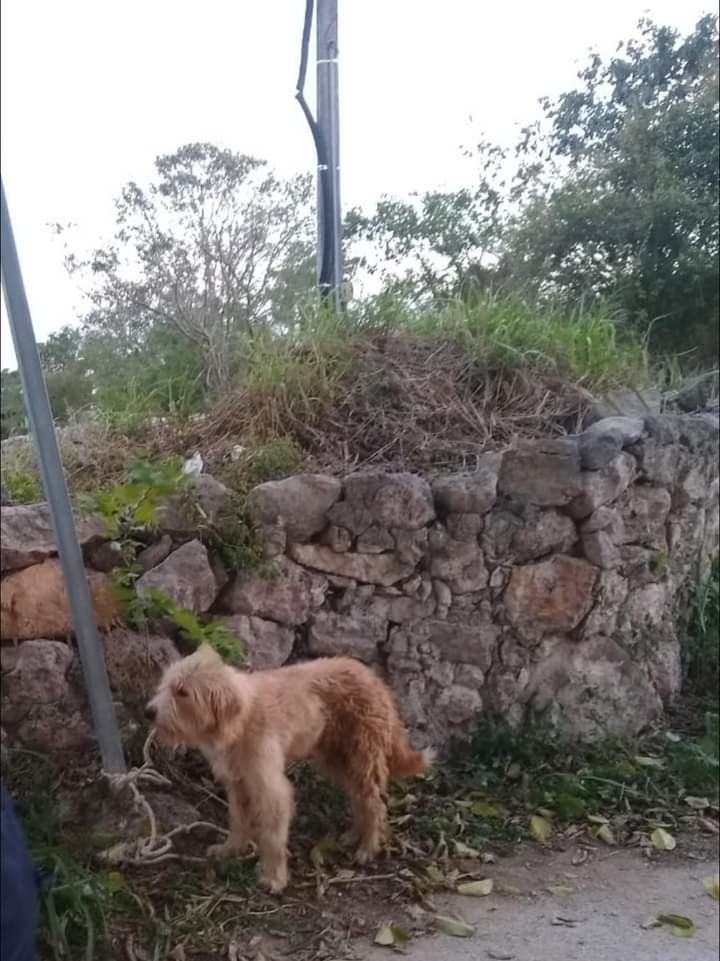 La policía iniciará una investigación para dar con el dueño del animalito La policía iniciará una investigación para dar con el dueño del animalito