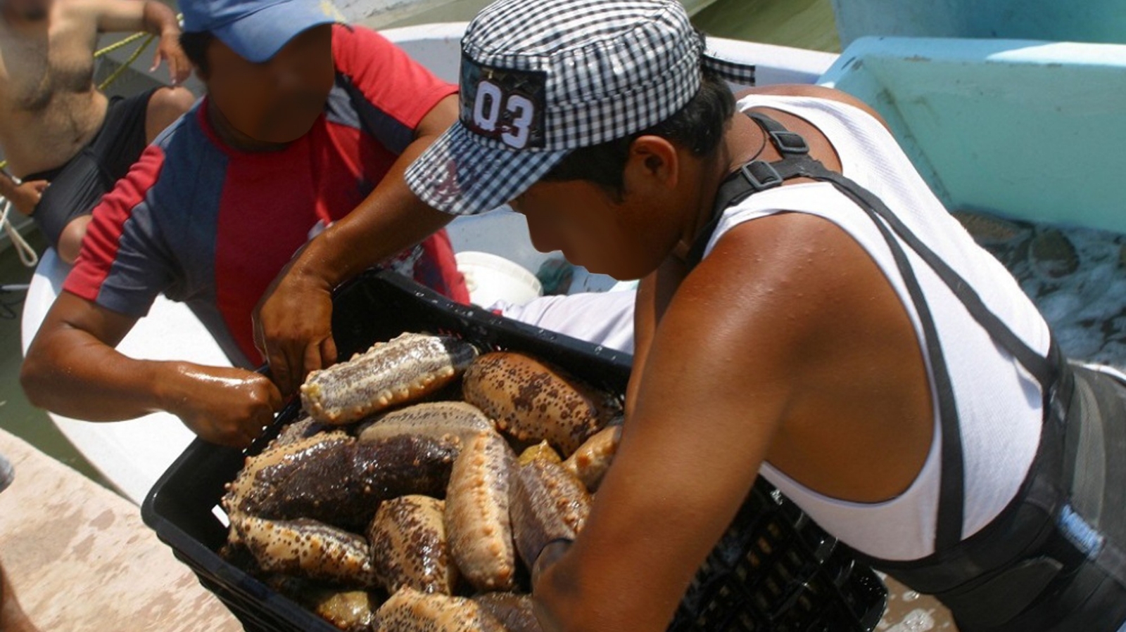 El pepino de mar ha sido depredado en la costa de la Península de Yucatán, su kilo se vende en 16 mil pesos El pepino de mar ha sido depredado en la costa de la Península de Yucatán, su kilo se vende en 16 mil pesos