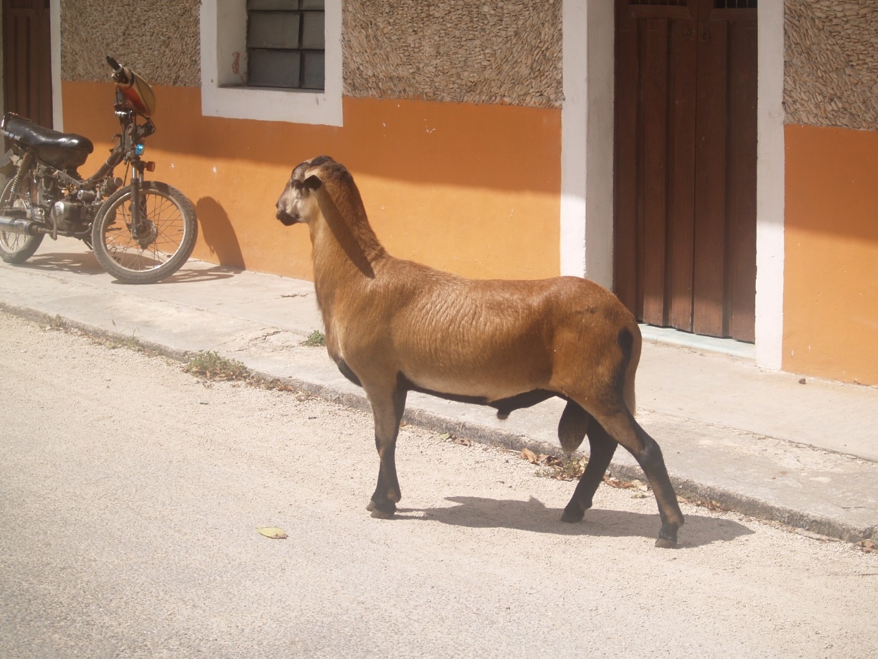 'Floyd' se escapa por la barda de la vivienda y recorre las calles de Sinanché sin causar daños, aseguran
