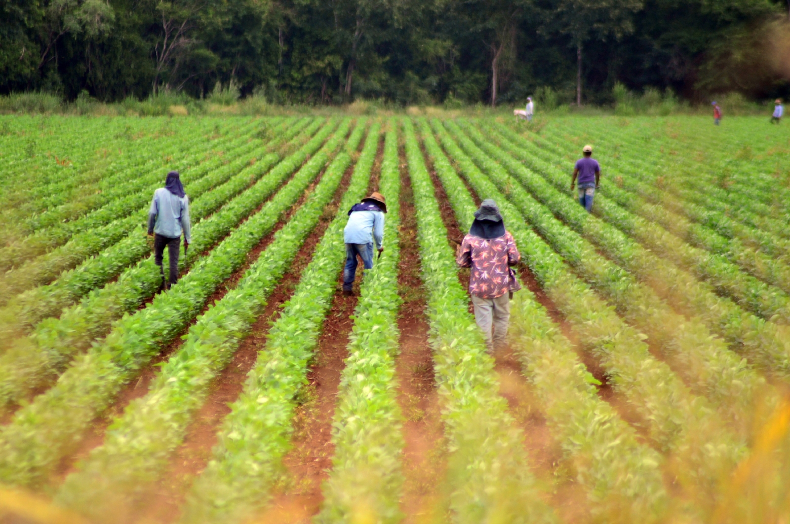 Al carecer de insumos por factores diversos como la guerra y la pandemia, los costos de producción aumentarían su valor