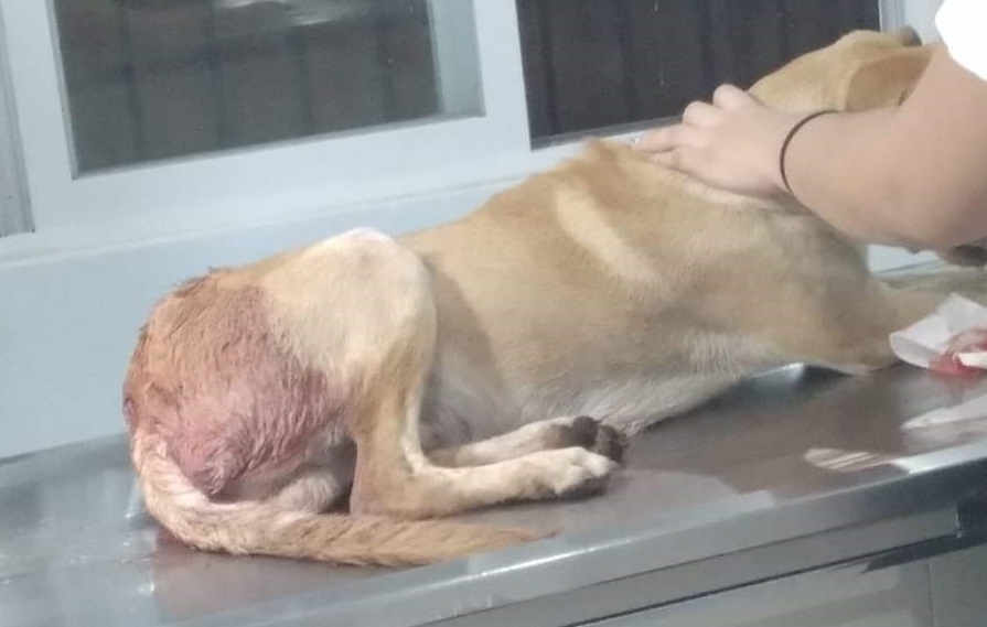 Continúan los casos de maltrato animal en municipios de Yucatán