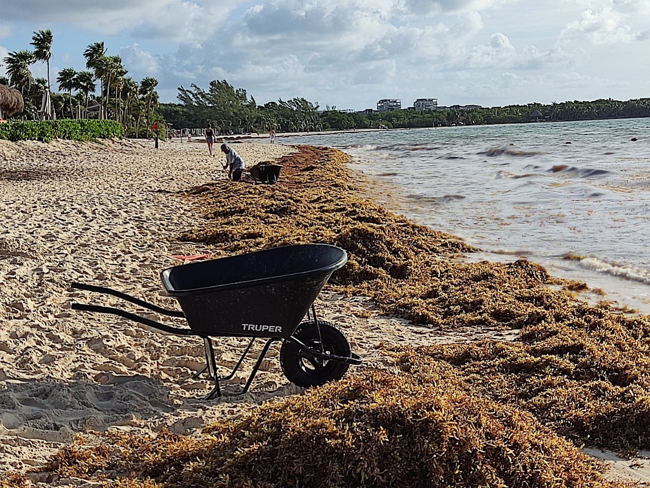 Tan solo el pasado fin de semana en las playas del centro de la ciudad de Solidaridad se ha registrado un recale de más de 80 toneladas de sargazo