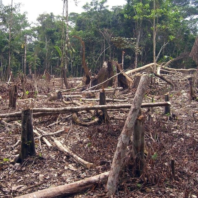 Aunque vital para el equilibrio ambiental, enfrenta amenazas como la deforestación, el cambio climático y la presión humana. Aunque vital para el equilibrio ambiental, enfrenta amenazas como la deforestación, el cambio climático y la presión humana.