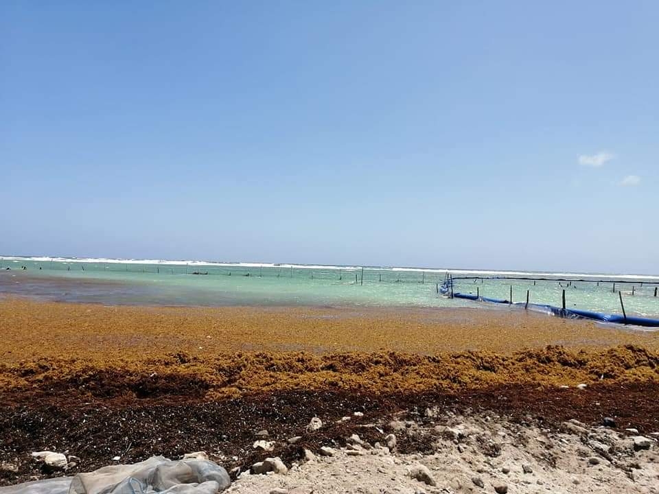 El pasado fin de semana comenzaron a recalar los primeros manchones de sargazo en playas de Mahahual