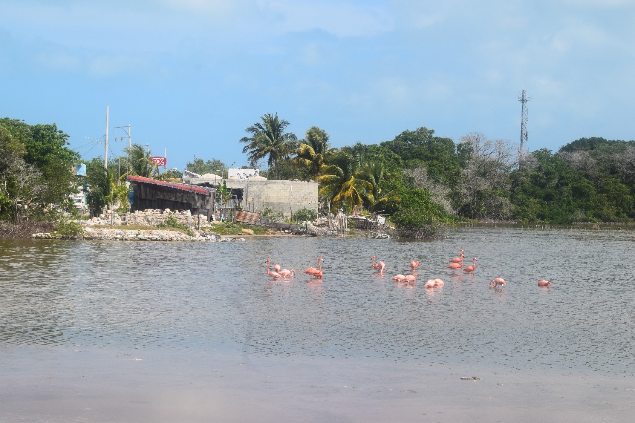 Parvadas pueden observarse en algunos sectores del puerto