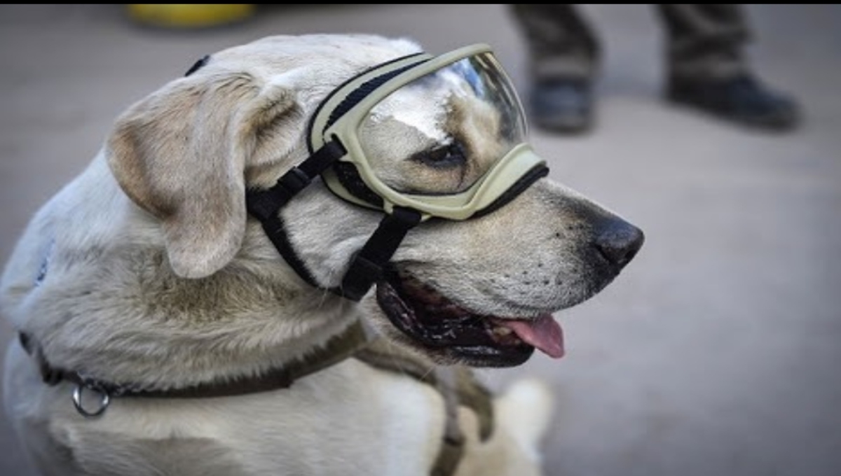 Frida, la perrita rescatista de la Semar, continúa delicada de salud