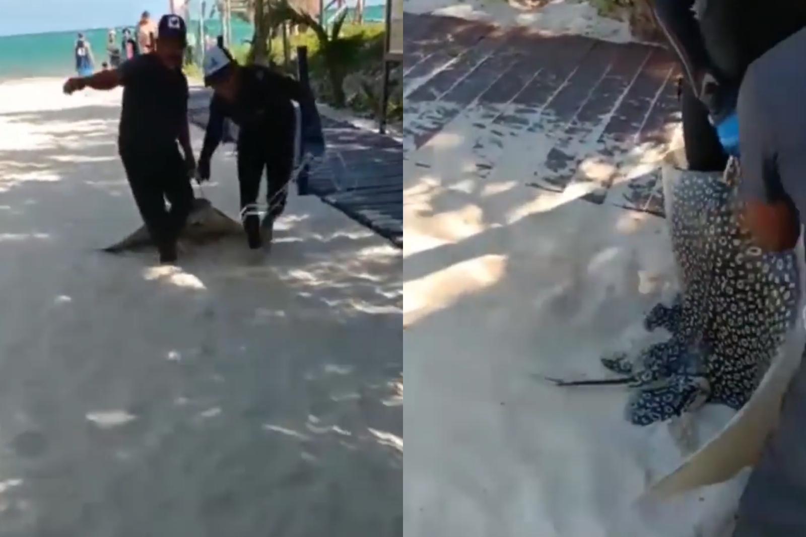 El animal fue arrastrado desde el mar hasta un triciclo, que los pescadores tenían listo para llevárselo en Playa del Carmen El animal fue arrastrado desde el mar hasta un triciclo, que los pescadores tenían listo para llevárselo en Playa del Carmen