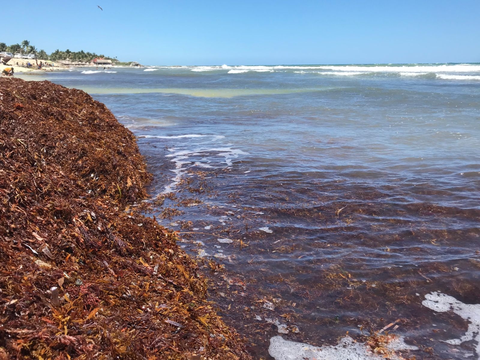 El color verde turquesa de las playas de Tulum se ven opacadas por el café de las algas