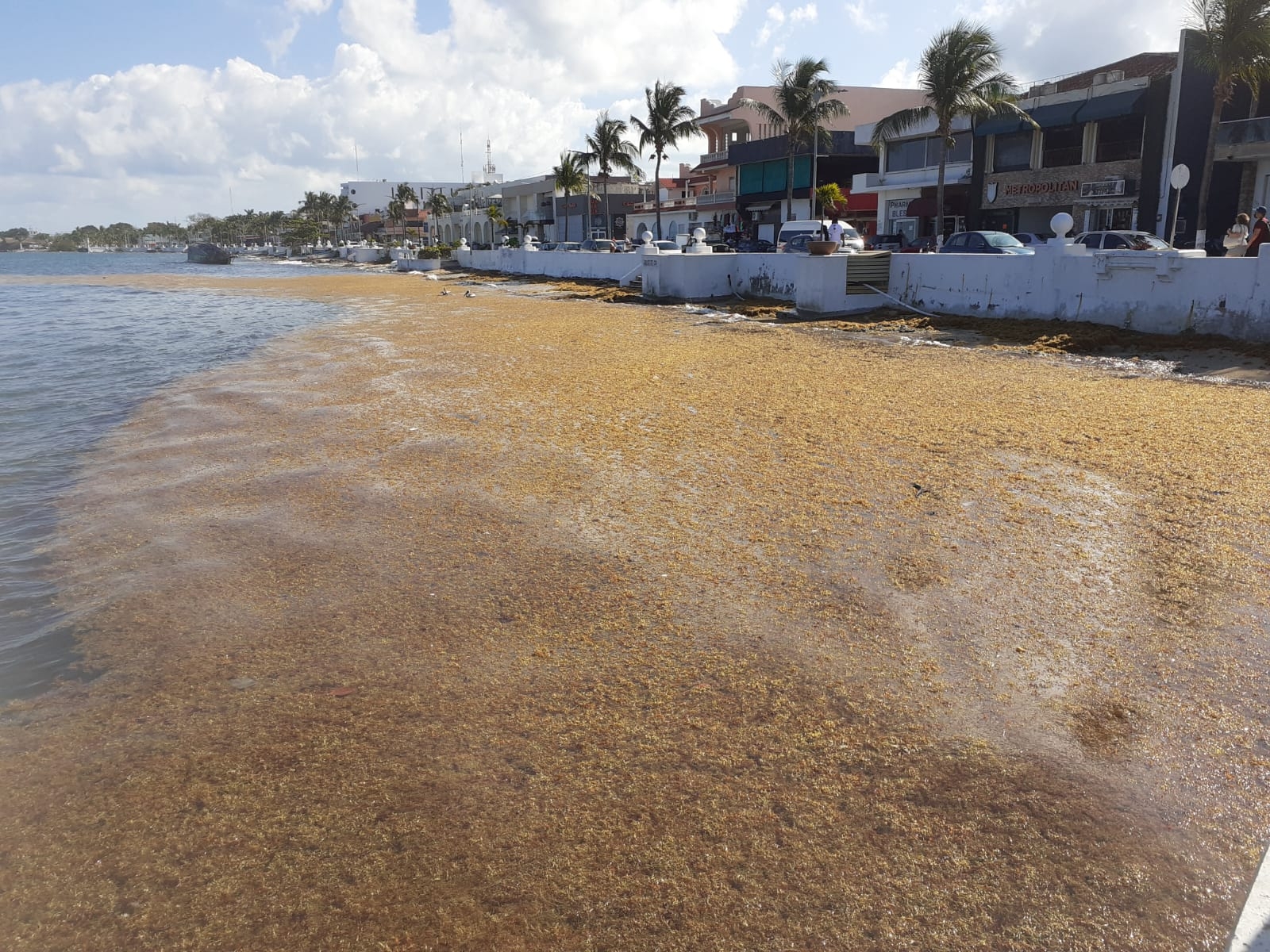 En algunas zonas de Cozumel, como el malecón, se ha registrado recale de sargazo, que genera mal olor y aleja a turistas