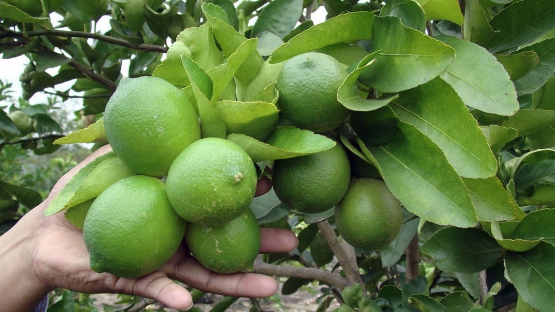 El limón ha tenido un incremento en su precio en Yucatán por la Cuaresma El limón ha tenido un incremento en su precio en Yucatán por la Cuaresma