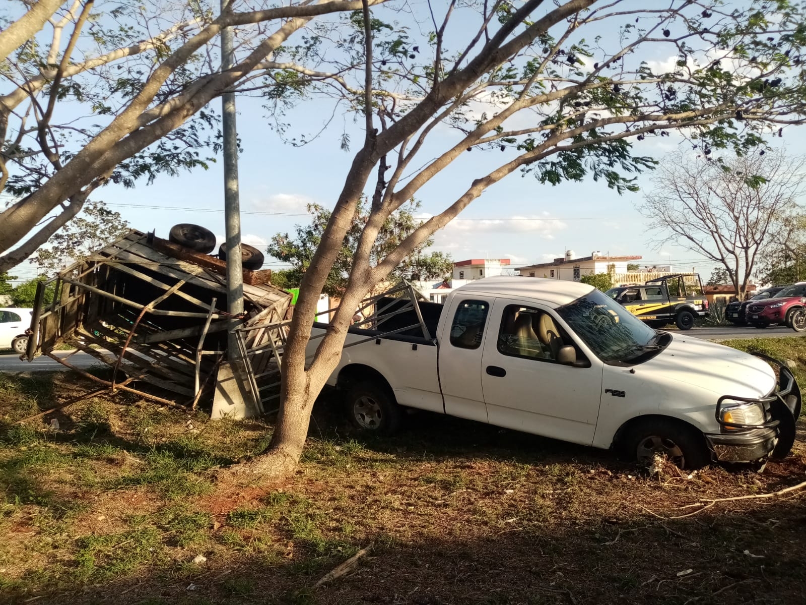 Elementos de la SSP auxiliaron al conductor para buscar el ganado que salió huyendo