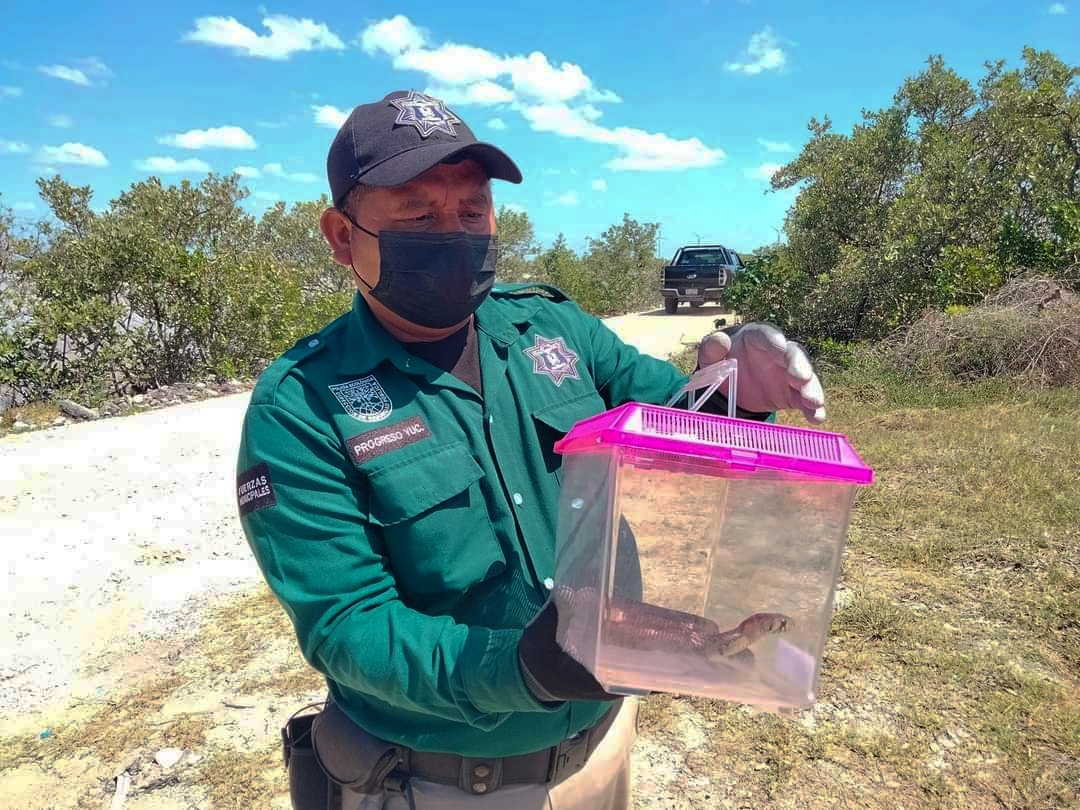 Elementos de la Policía Ecológica liberaron el ejemplar en la “Zona Cero” de la carretera Progreso-Chicxulub Elementos de la Policía Ecológica liberaron el ejemplar en la “Zona Cero” de la carretera Progreso-Chicxulub