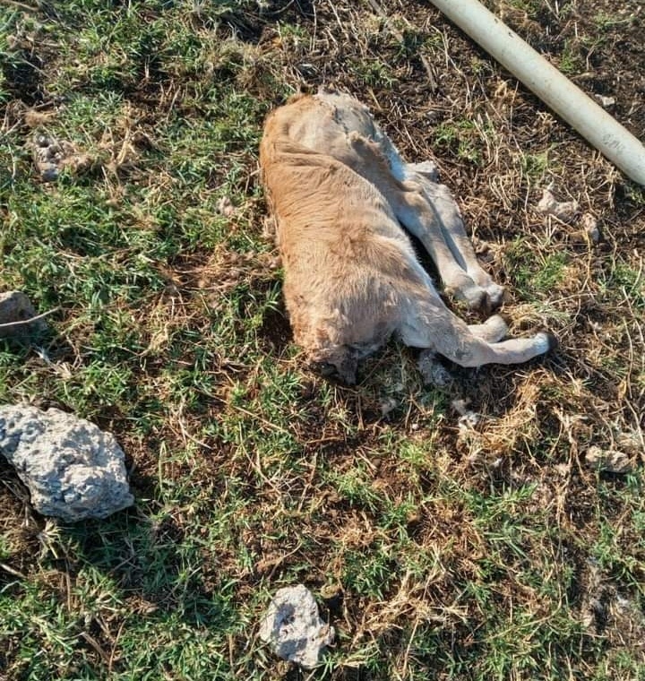 Cazadores furtivos decapitan a un becerro en un rancho de Buctzotz