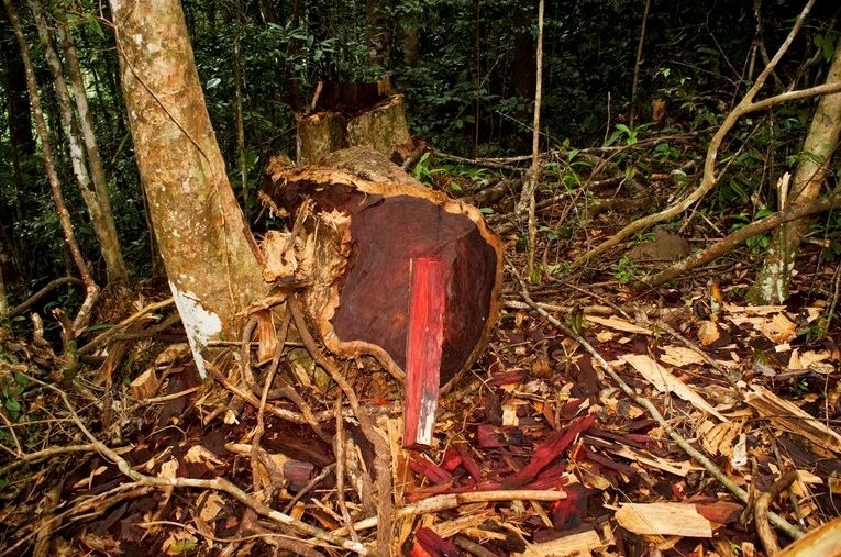 Mafia China en Campeche roba más de un millón de metros cúbicos de madera