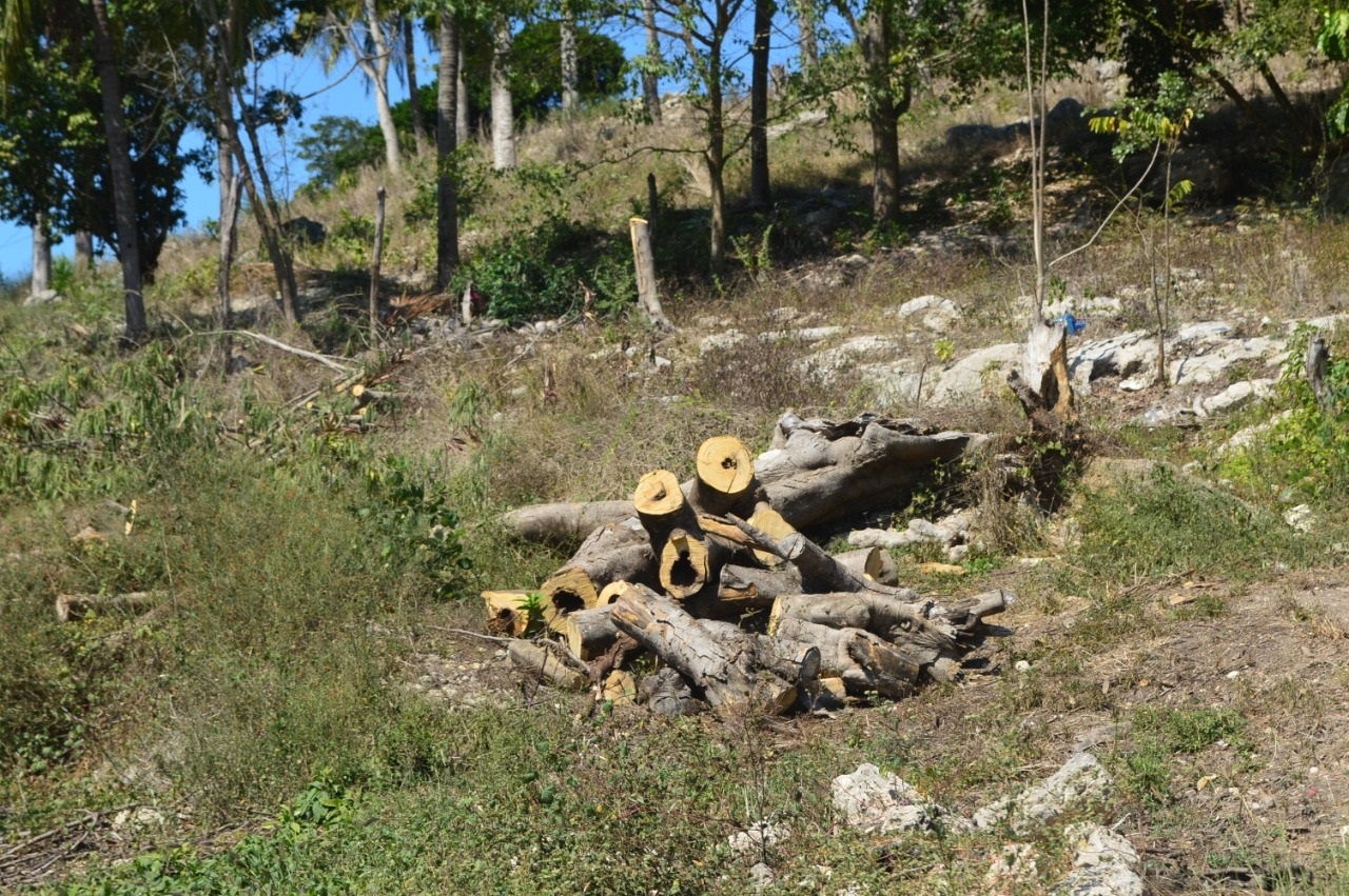 Son pocos los que utilizan la Huaya, el Cedro y el Ramón por su rapidez de crecimiento de los árboles Son pocos los que utilizan la Huaya, el Cedro y el Ramón por su rapidez de crecimiento de los árboles