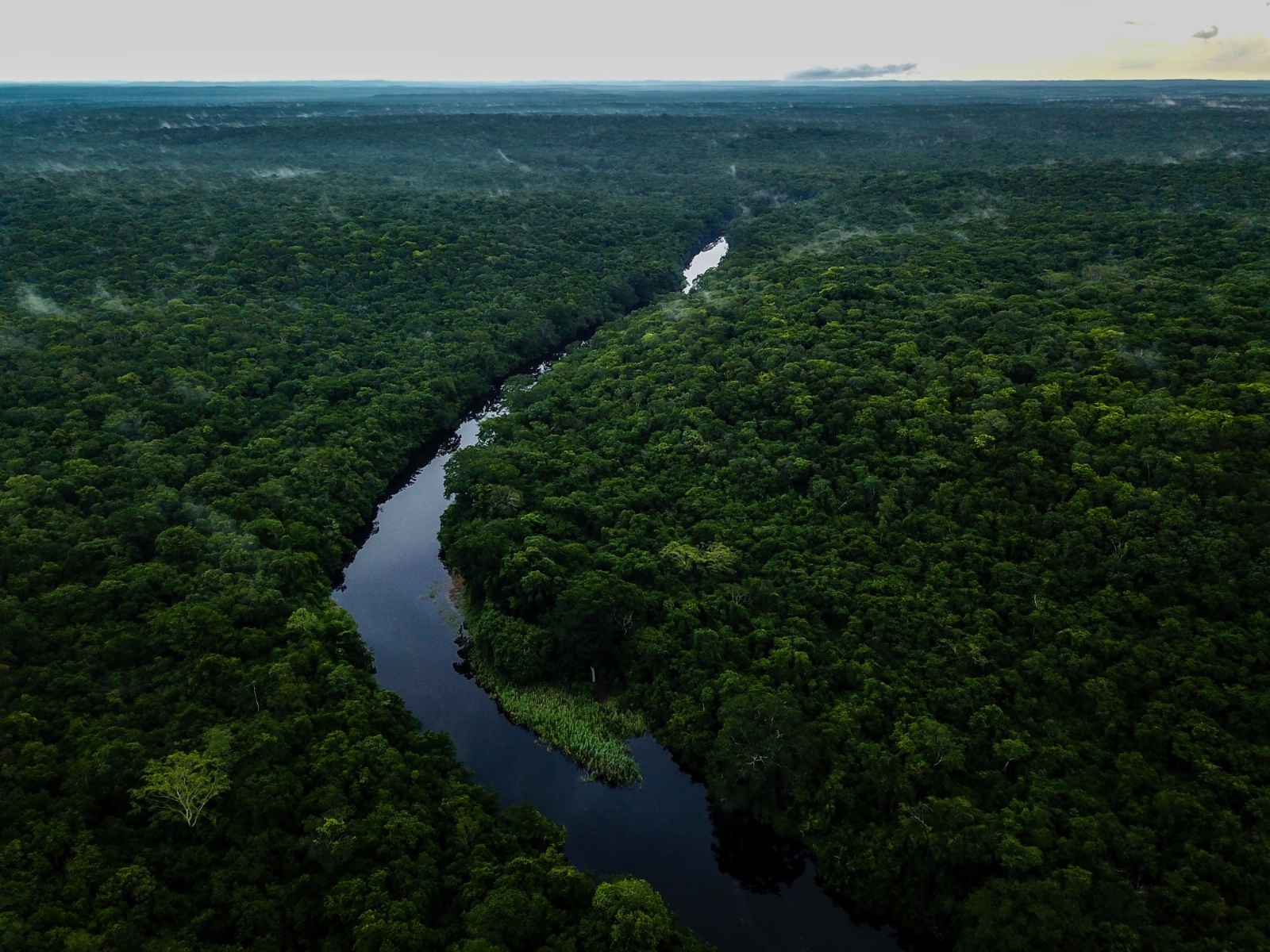 Hay una extensión superior a los 5 millones de hectáreas, 4.4 millones cubiertas por ecosistemas tropicales, incluyendo 196 mil de manglares Hay una extensión superior a los 5 millones de hectáreas, 4.4 millones cubiertas por ecosistemas tropicales, incluyendo 196 mil de manglares
