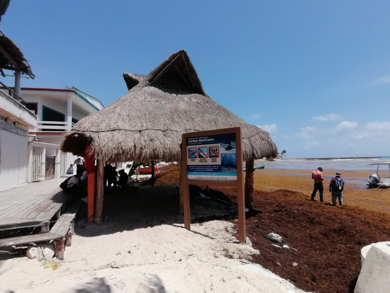 Zofemat indicó que aumentó el personal para la limpieza y remoción del sargazo que llega a Playa del Carmen y que 'tiñe' de café el mar Zofemat indicó que aumentó el personal para la limpieza y remoción del sargazo que llega a Playa del Carmen y que 'tiñe' de café el mar