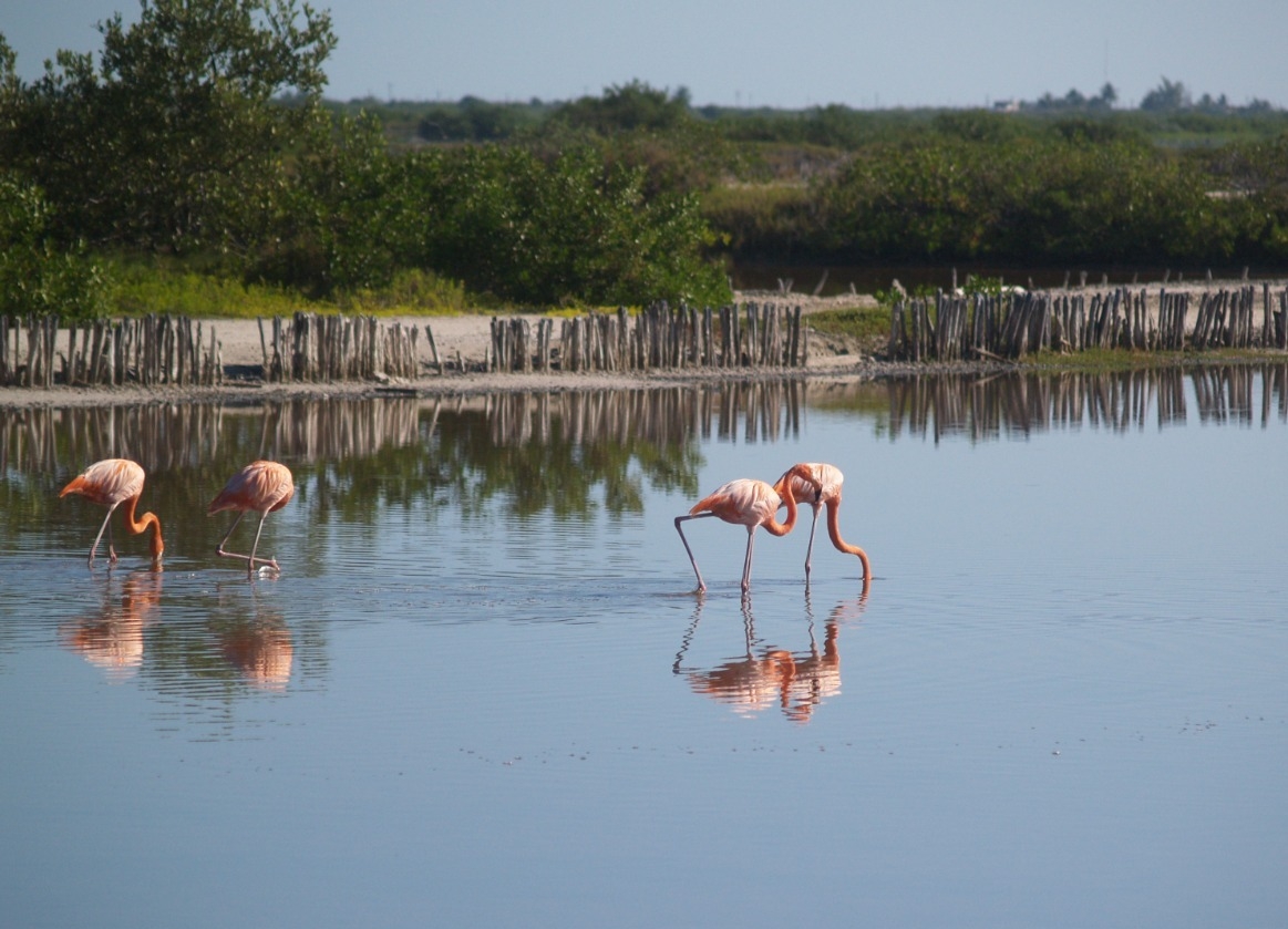Flamencos, un 'espectáculo rosa' en Yucatán para disfrutar en Semana Santa