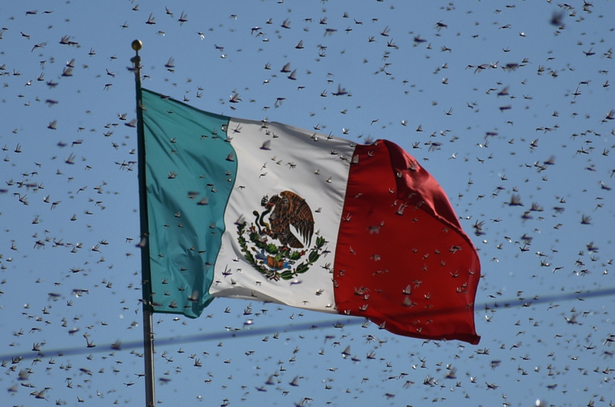 Las plagas de Langosta afectan las cosechas en todo el mundo Las plagas de Langosta afectan las cosechas en todo el mundo
