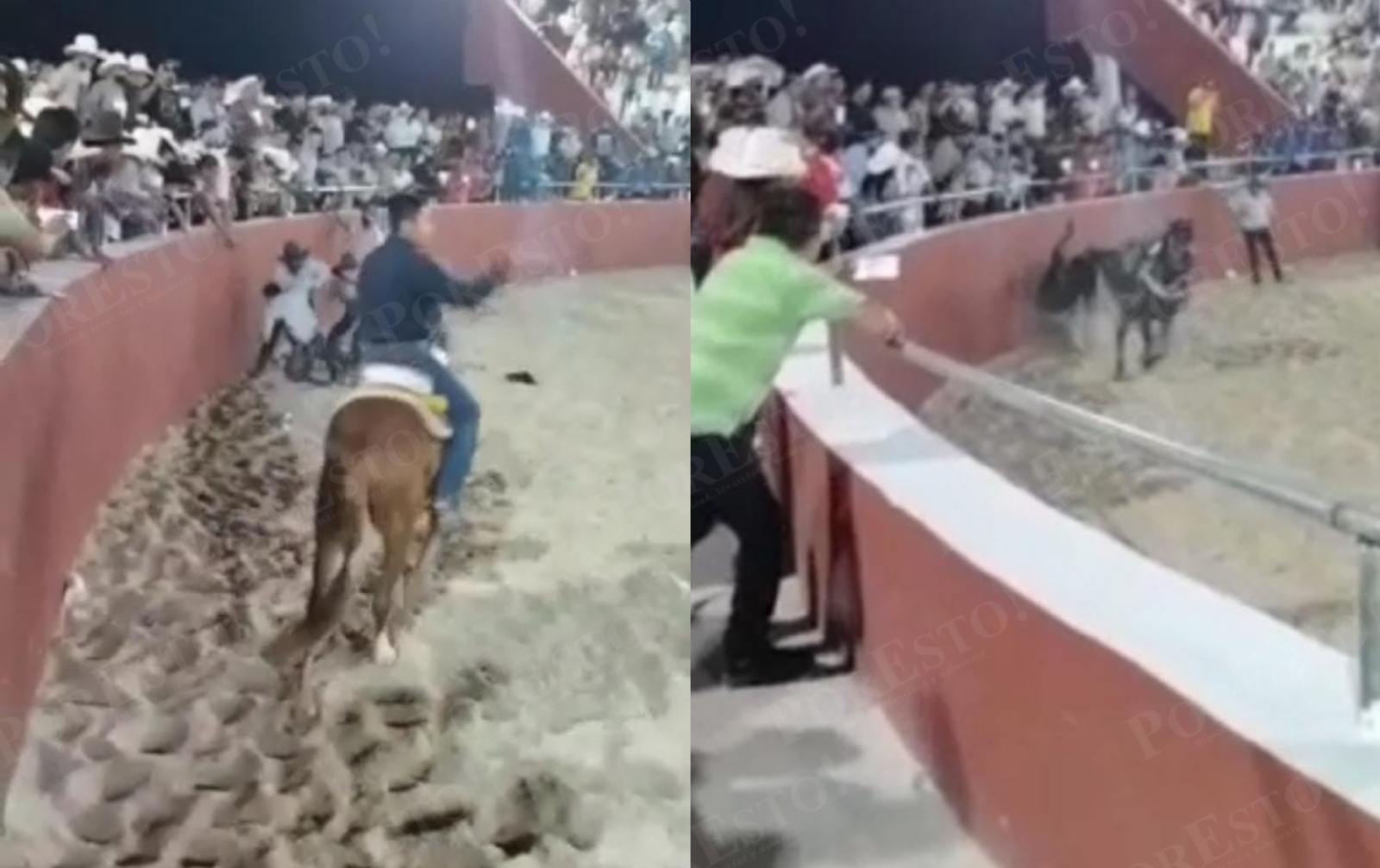 Los torneos de lazo están prohibidos en Yucatán