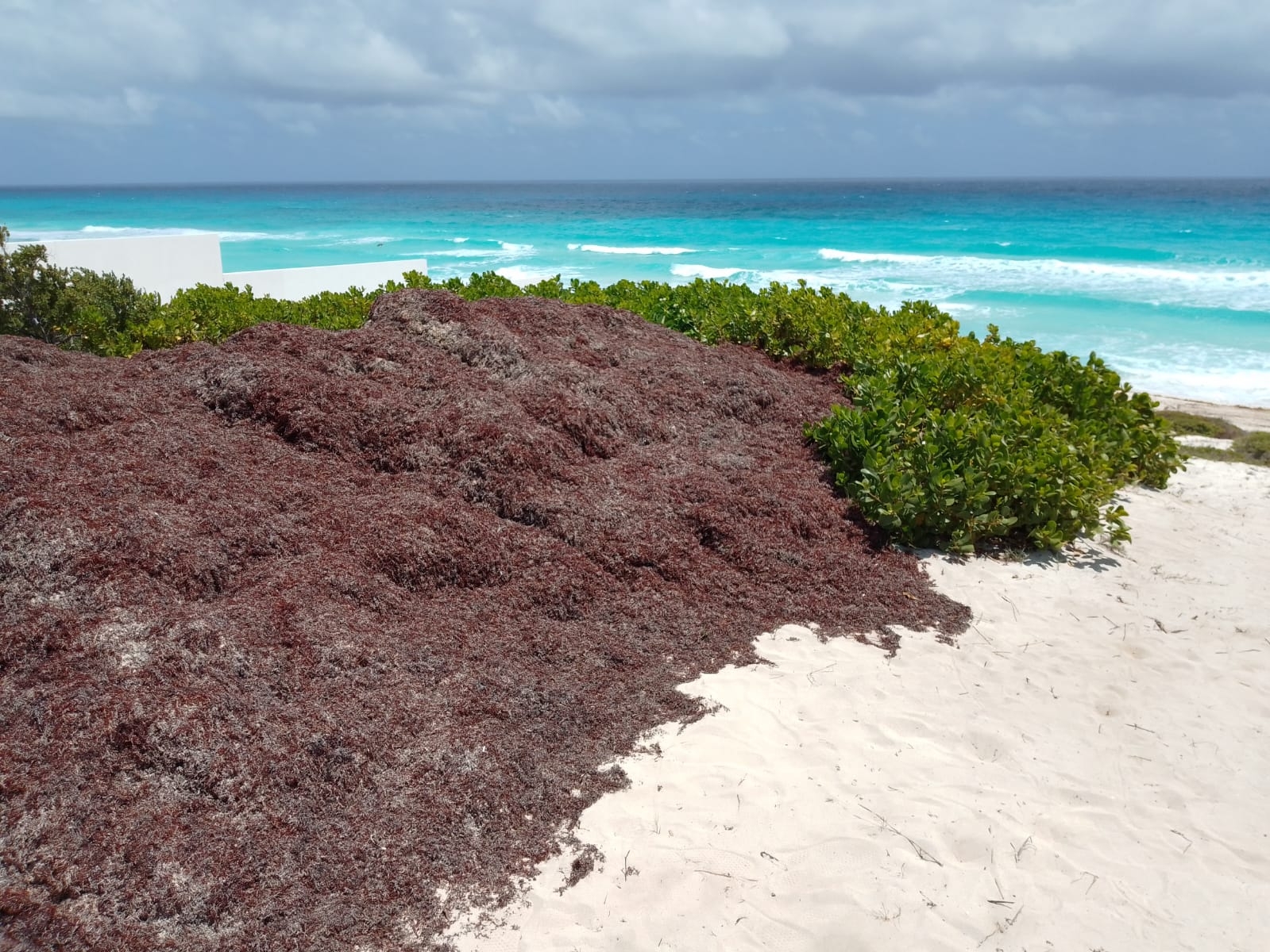 La temporada de recale de sargazo inició en marzo, donde se vieron afectadas diversas playas de Quintana Roo La temporada de recale de sargazo inició en marzo, donde se vieron afectadas diversas playas de Quintana Roo