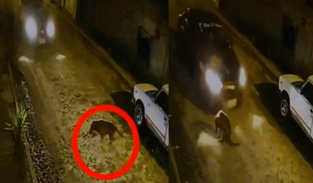 El perro intentó quitarse, pero el auto no le dio oportunidad. Foto: Captura de pantalla