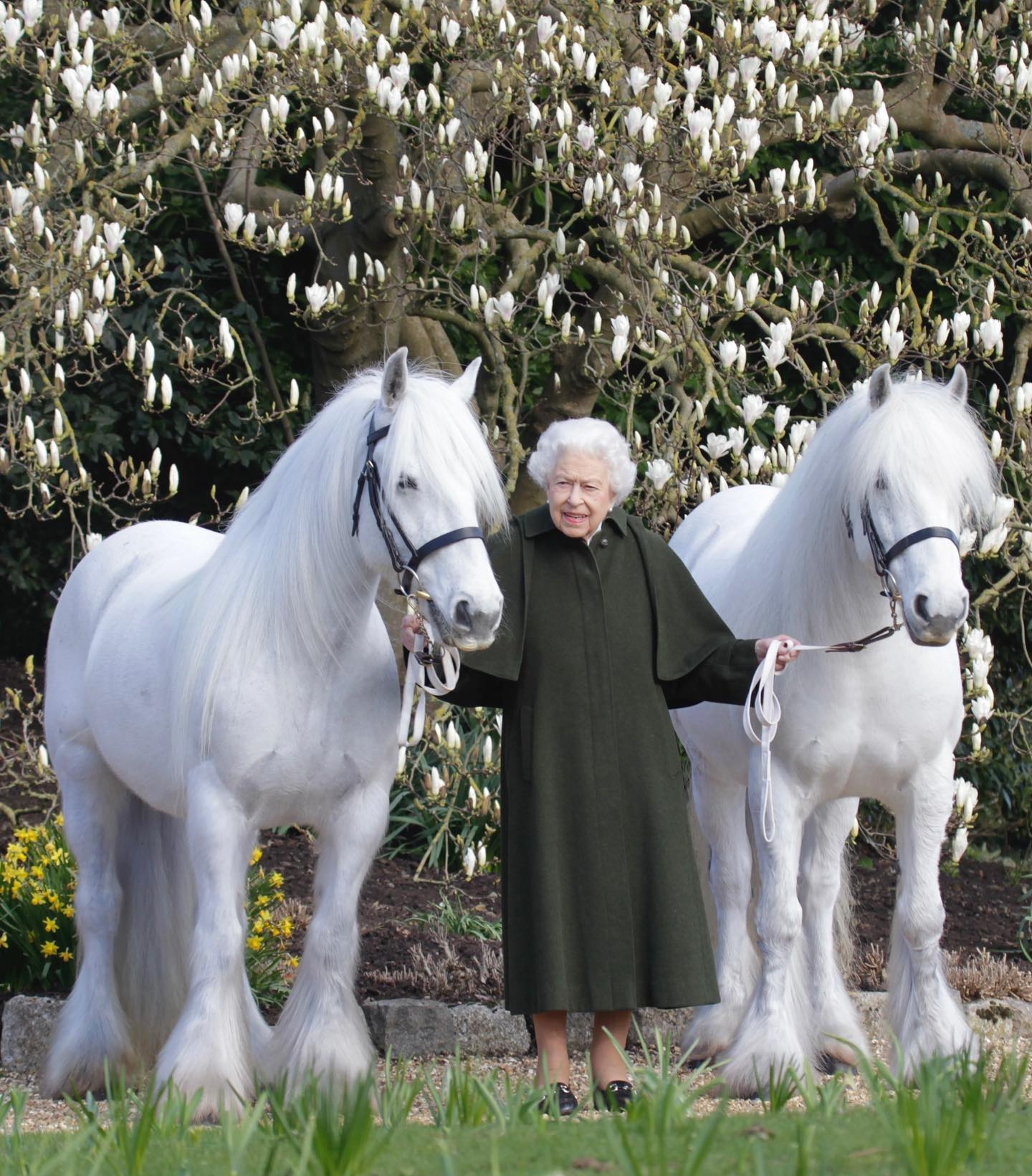 La reina Isabel ll posó en una fotografía con dos caballos blancos, la cual fue usada para felicitar a la monarca en Reino Unido