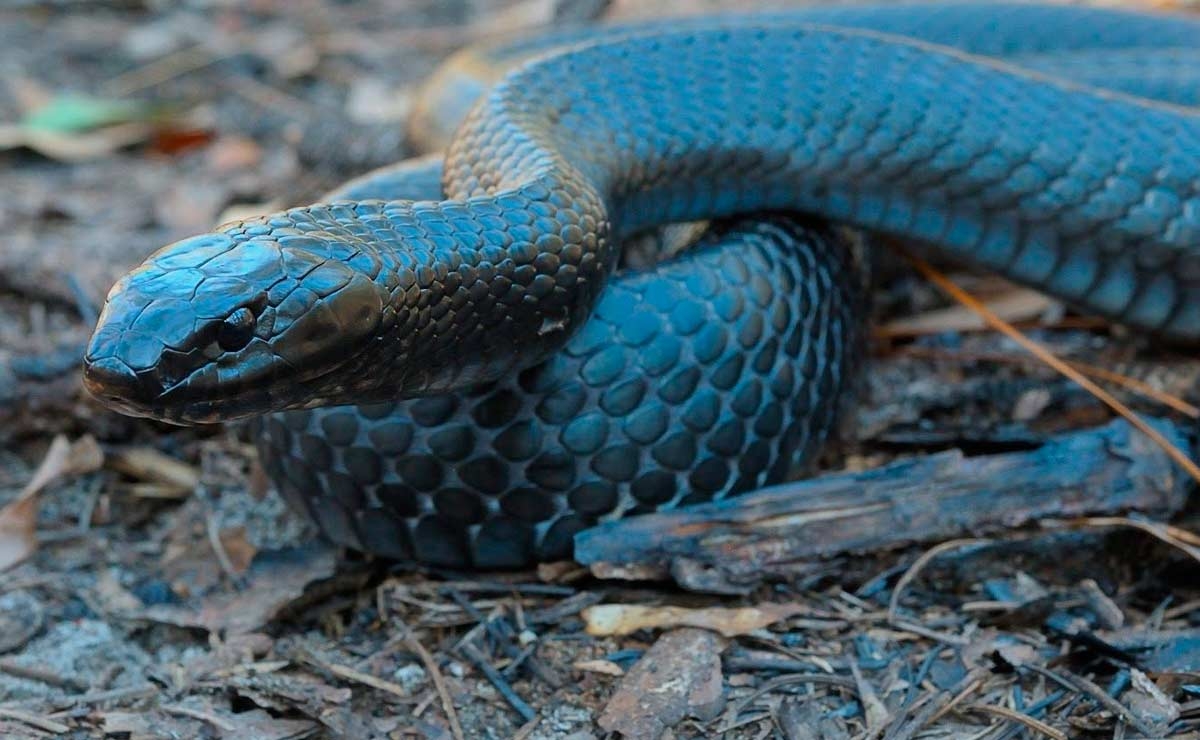 Esta es la serpiente más grande que habita en Campeche