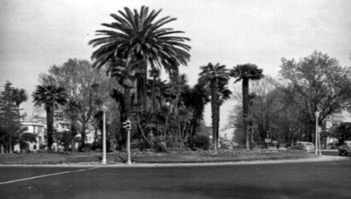 La jefa de Gobierno de la Ciudad de México indicó que en su lugar, se pondrá una jacaranda, ceiba, fresno, ahuehuete, grevilia o alguna otra especie