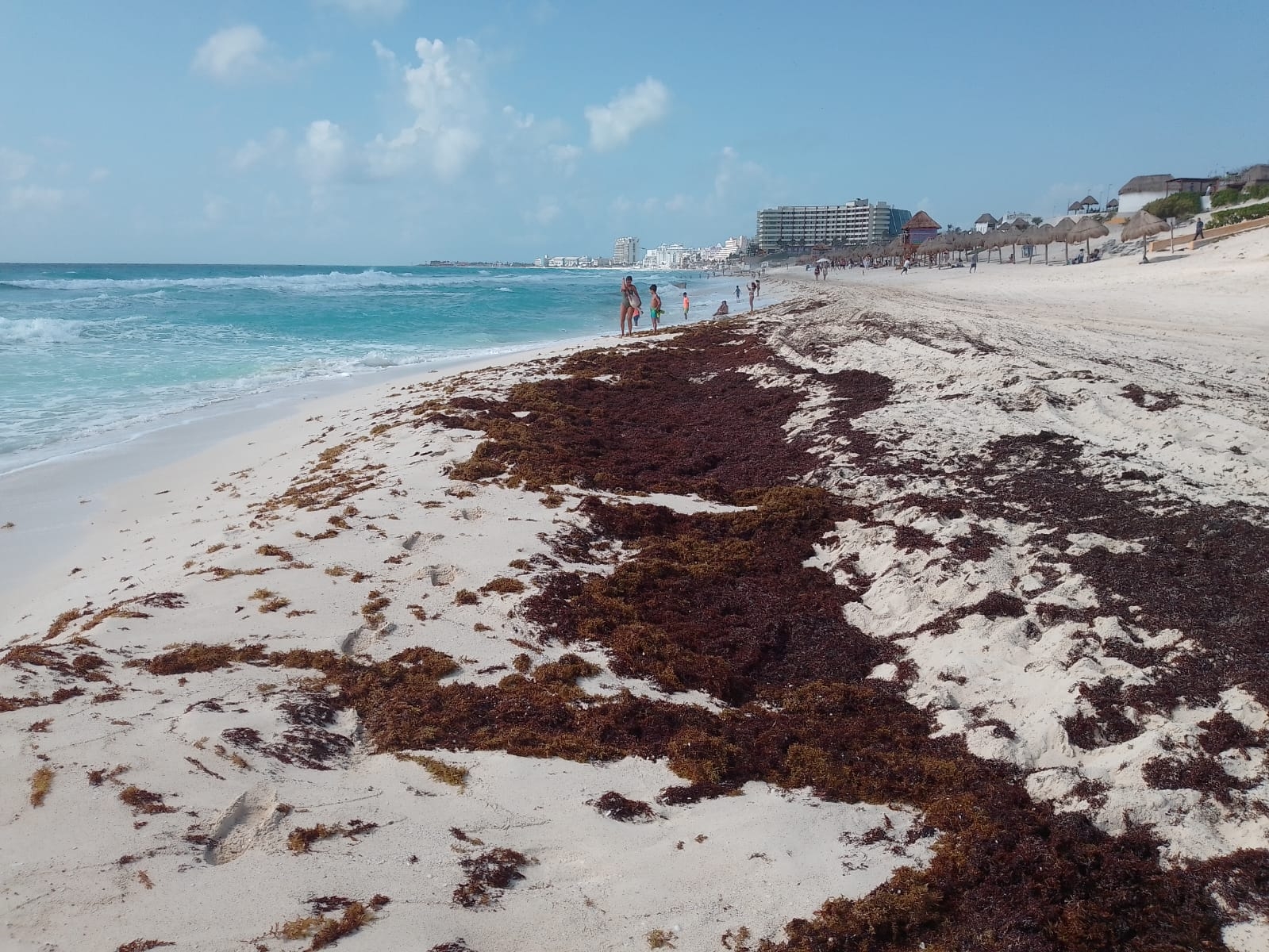 Así se ve el recale de sargazo en Playa Delfines de Cancún: VIDEO