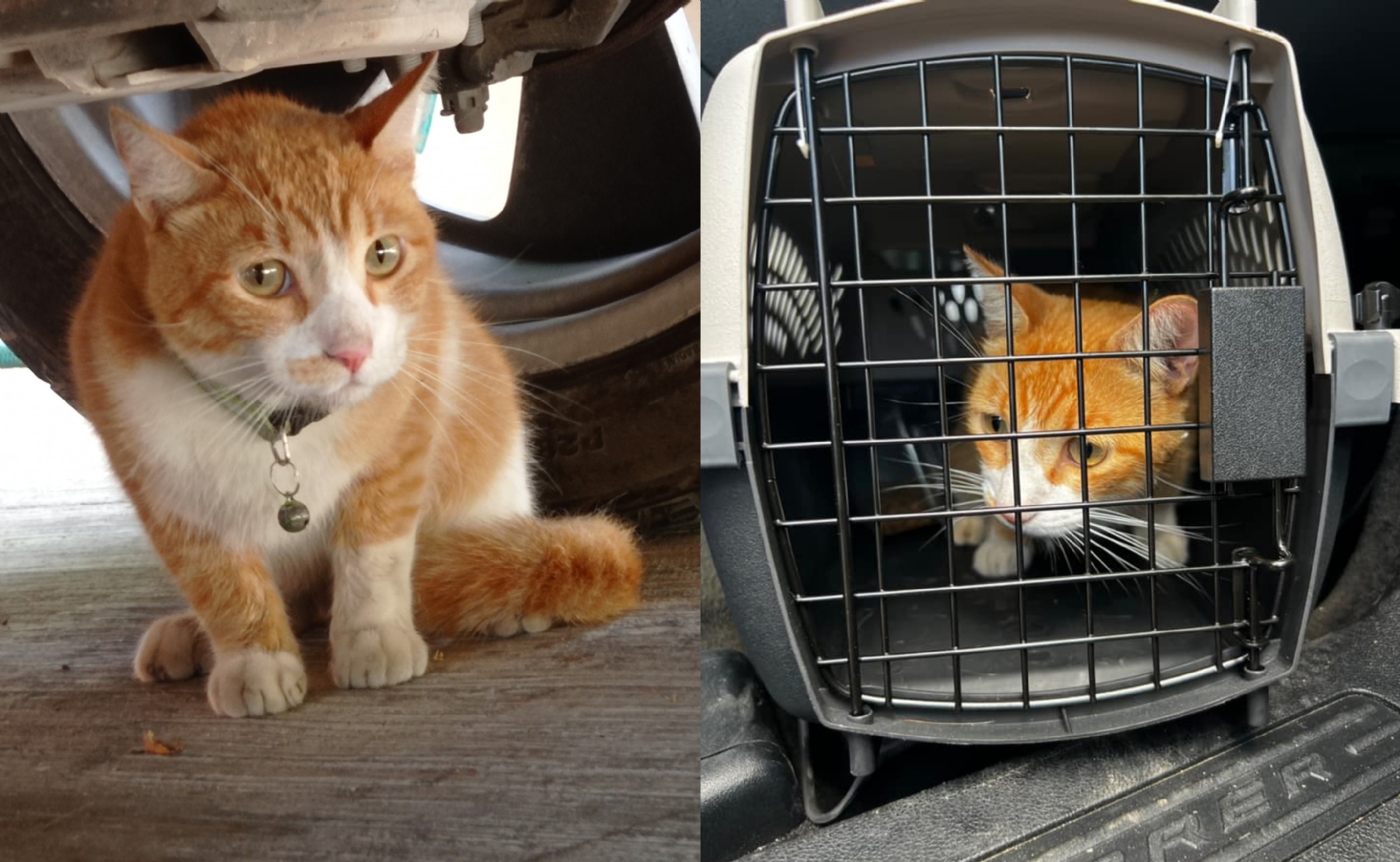 El gatito lucía triste al estar lejos de su hogar en Mérida