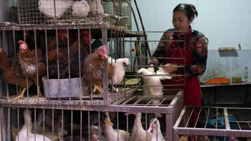 Descubren primer caso humano de nueva cepa de gripe aviar en China