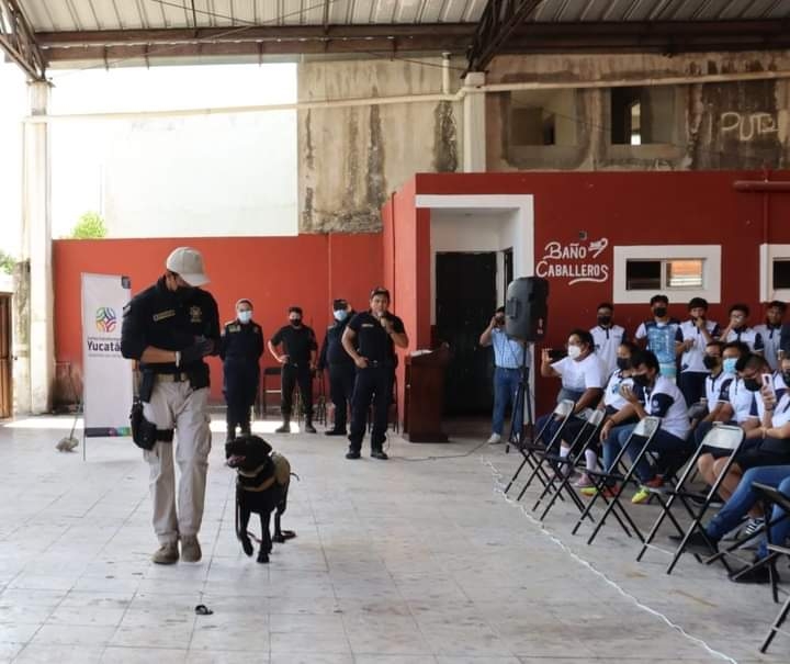 Demostraron como los perros de la SSP detectan la presencia de drogas Demostraron como los perros de la SSP detectan la presencia de drogas