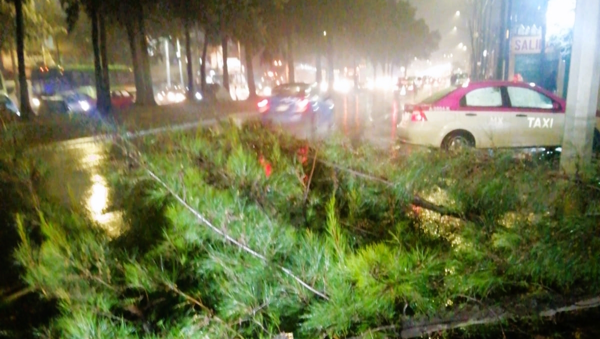 Cinco árboles cayeron en la CDMX por las lluvias. Foto: SGIRPC Cinco árboles cayeron en la CDMX por las lluvias. Foto: SGIRPC