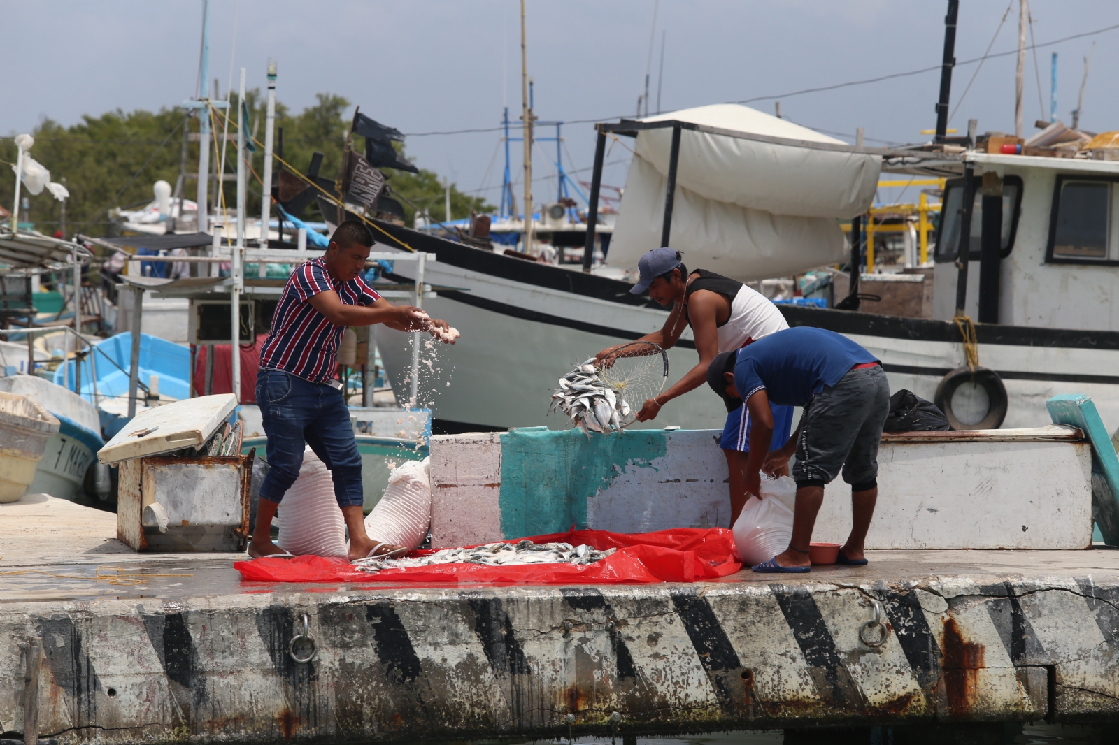 De cinco mil embarcaciones que salen al día, el 40 porciento es pesca furtiva, afirman De cinco mil embarcaciones que salen al día, el 40 porciento es pesca furtiva, afirman