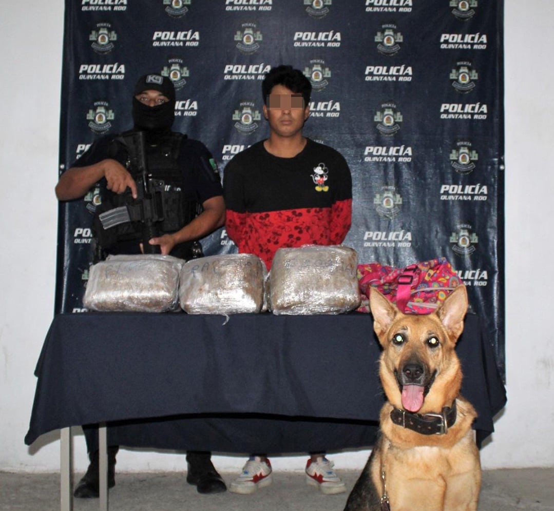 Elementos de la Unidad Canina de la Policía Quintana Roo, detuvieron a Jhonatan "N" Elementos de la Unidad Canina de la Policía Quintana Roo, detuvieron a Jhonatan "N"
