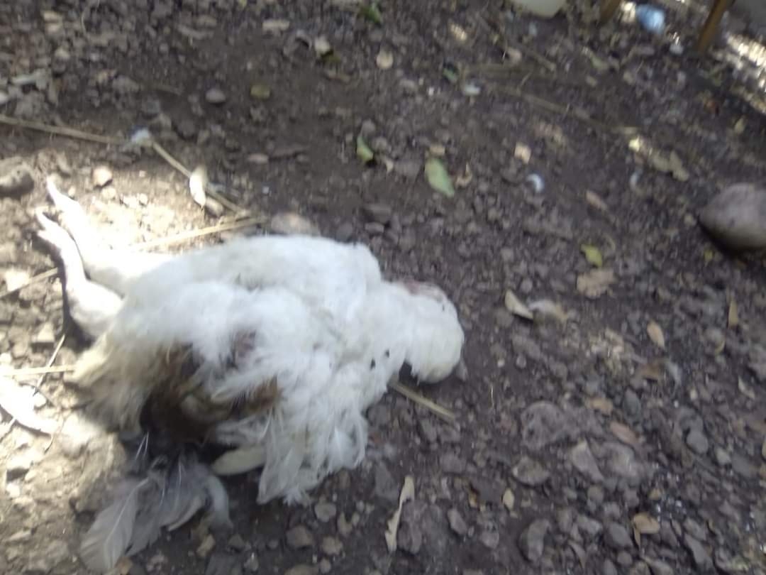 Los afectados indican que temen que ronde un animal desconocido como un zorro
