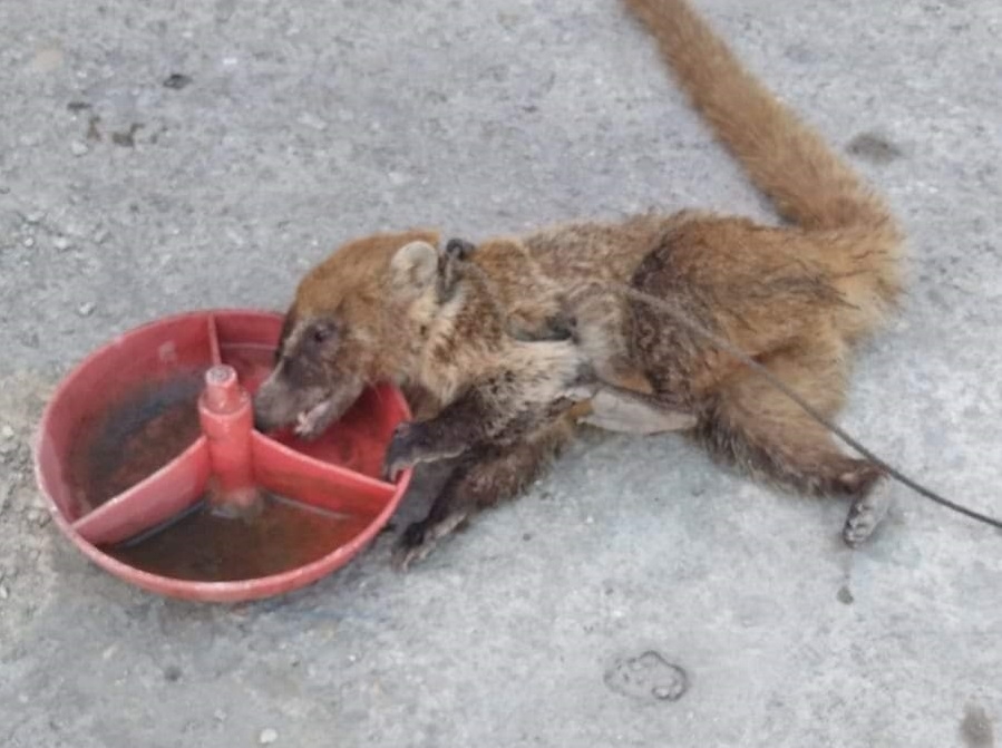 El tejón que presentaba problemas de salud fue atendido y puesto en libertad en una zona protegida